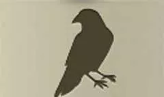カラス