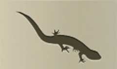 Lizard silhouette #1