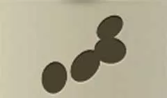 ルーン文字