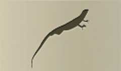Lizard silhouette #3