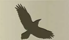 カラス