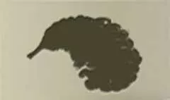 鳥の羽