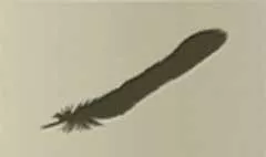 鳥の羽
