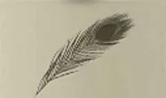 鳥の羽