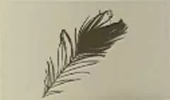 鳥の羽