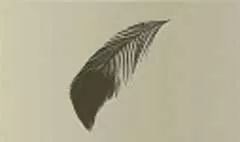 鳥の羽