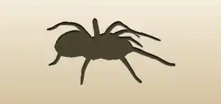 Spider silhouette