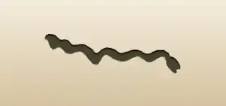 Snake silhouette