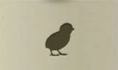 Chick silhouette