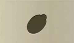 Lemon silhouette