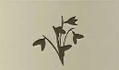 Snowdrops silhouette