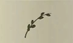 Willow Twig silhouette