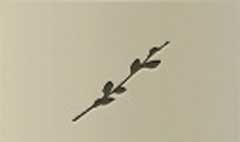 Willow Twig silhouette