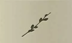 Willow Twig silhouette