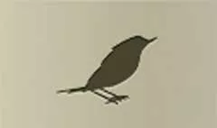 Nightingale silhouette