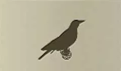 Nightingale silhouette