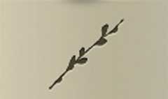 Willow Twig silhouette