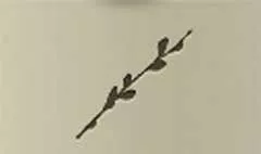 Willow Twig silhouette