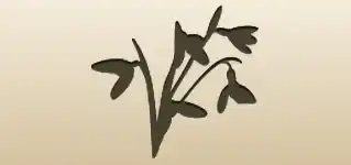 Snowdrops silhouette