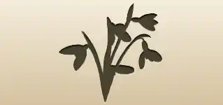 Snowdrops silhouette