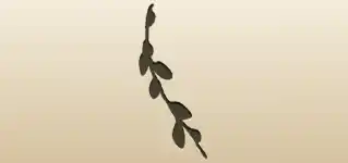 Willow Twig silhouette
