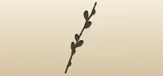Willow Twig silhouette