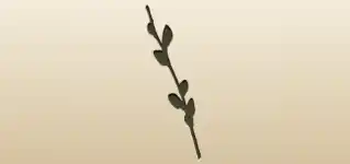 Willow Twig silhouette