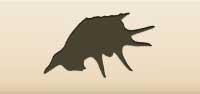 Shell silhouette