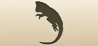 Iguana