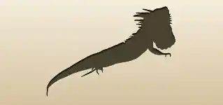 Iguana