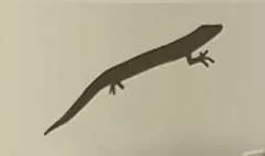 Lizard silhouette