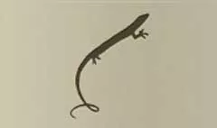 Lizard silhouette