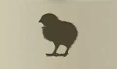 Chick silhouette