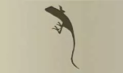 Lizard silhouette