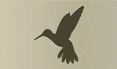 Hummingbird silhouette