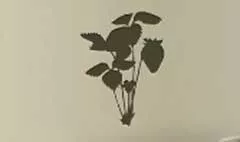 Strawberry silhouette