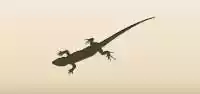 Lizard silhouette