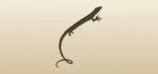 Lizard silhouette