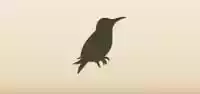 Hummingbird silhouette