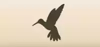 Hummingbird silhouette