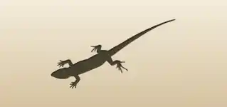Lizard silhouette