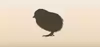 Chick silhouette