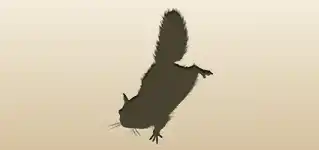 Flying Squirrel silhouette