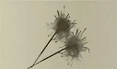 線香花火