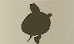 カメ