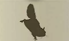 ムササビ