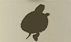 カメ