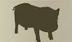 豚