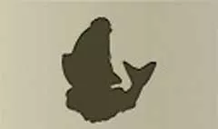 魚