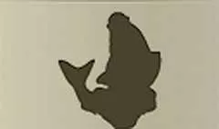 魚